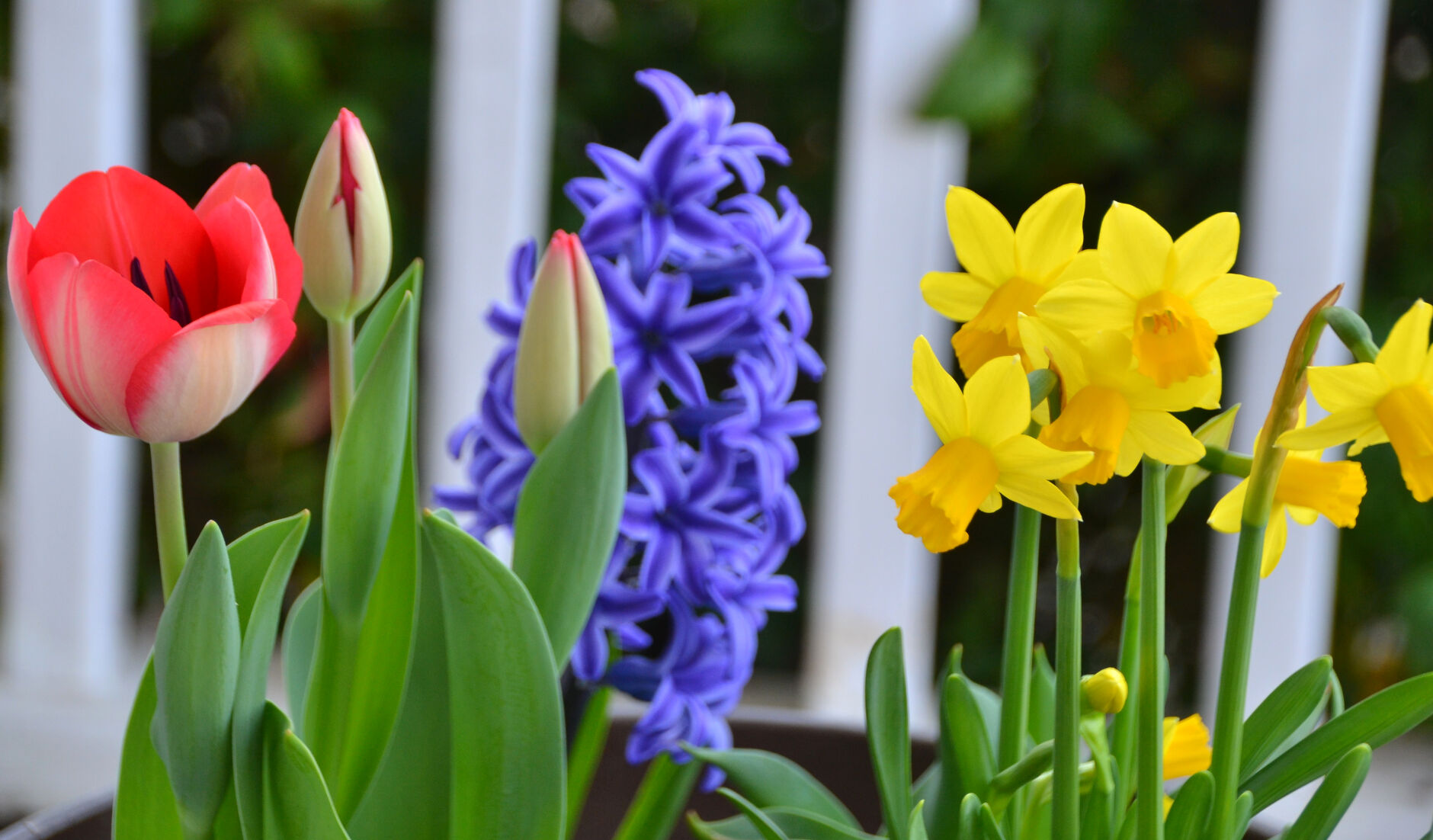 Multiple flowers in bloom